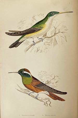 Humming Birds: Described and Illustrated.