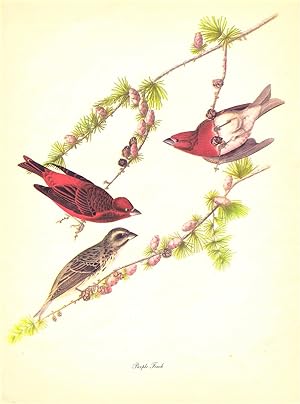 Audubon: Birds of America: A Portfolio of 30 Full-Page, Full-Color, Prints with Commentaries by R...