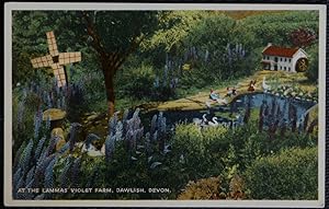 Dawlish Lammas Violet Farm Postcard