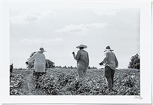 [Photograph] African-American Farmers near Ruleville, Mississippi, 1964