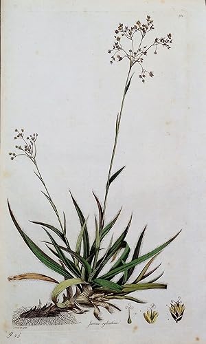 JUNCUS WOOD-RUSH Curtis Large Antique Botanical Print Flora Londinensis 1777