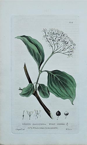 Antique Botanical Print CORNUS DOGWOOD Baxter Vintage Flower Print 1834