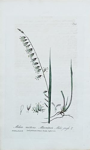 Antique Botanical Print MELICA MOUNTAIN GRASS Baxter Engraved Vintage Flower Print 1835