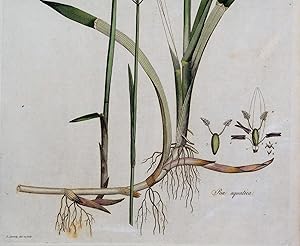 Antique Botanical Print POA AQUATICA GRASS Curtis Large Flora Londinensis 1777