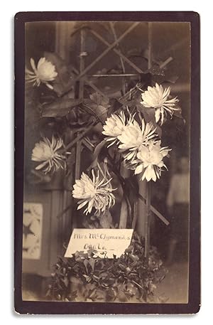 Ca. 1890-1895 Ocala, Marion County, Florida photograph by C.H. Colby showing a night-blooming Cer...