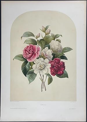 Floral Bouquet - Camelia