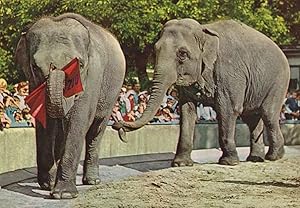 Dutch Zoo Elephant Tugging Elephants Tail Flag Zoo Postcard