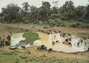 Elephants at Mountain Lodge Waterhole Bathing Mount Kenya Postcard