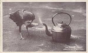 Bird Boiling A Kettle Antique Malvern Worcester Birds Postcard
