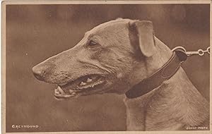 Greyhound Dog Antique Judges Old Postcard