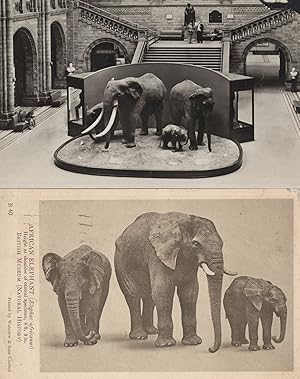 Baby Elephants at Natural History Museum London 2x Postcard s