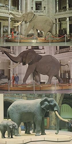 African Elephant in Spanish London Natural History Museum 3x Postcard s