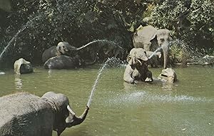 California Elephant Pool Disneyland USA Postcard