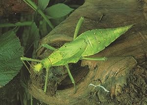 Heteropteryx Dilatata Malaysian Stick Insect Rare Postcard