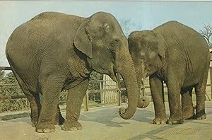 Elephants Kissing With Trunks at Chessingtoo Zoo Surrey 1970s Postcard