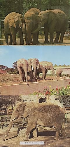 African vs Asian Elephant Chester & Dudley Zoo 3x Postcard s