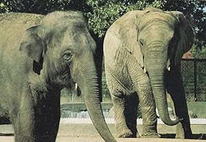 Elephants at Granby Zoo Canada Rare 1980s Postcard