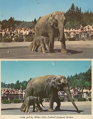 Packy The Baby Elephant at Portland Zoo 1960s 2x Postcard s