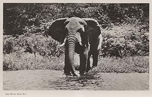 East African Hunting Game 1 Elephant Vintage Real Photo Postcard