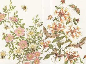Hawk Moth Bumble Bees 2x Limited Edition Of 170 Postcard s