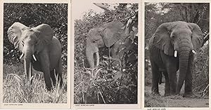 Elephants as East African Game Hunting 3x Real Photo Postcard s
