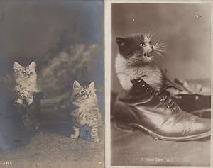 Angry Kitten Stuck in Leather Shoe 2x Antique Cat Cats Postcard s