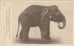 Young Malay Elephant Malaysia Singapore British Museum Antique PB Postcard