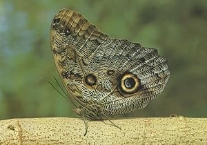 Caligo Memnon Butterfly On Twig Stunning Rare Postcard