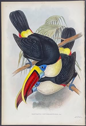 Red-billed Toucan