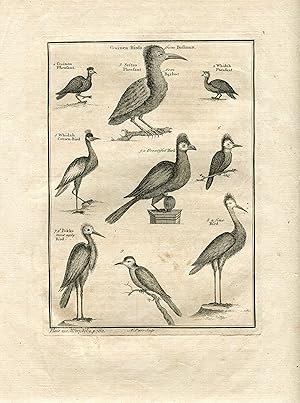 Guinea birds.from Bosman. Diferentes tipos de pájaros de Bosman, grabado por N. Parr. 1745