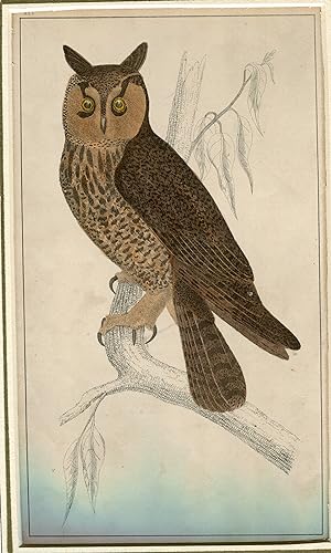 Pájaros. Long Eared Owl. Grabado coloreado realizado en 1870