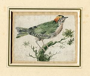 Pájaro. Acuarela de la escuela inglesa del siglo XIX.