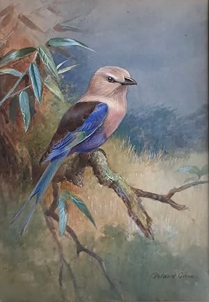 Roland Green (1890-1972) BLUE-BREASTED ROLLER Original Watercolour, Signed.