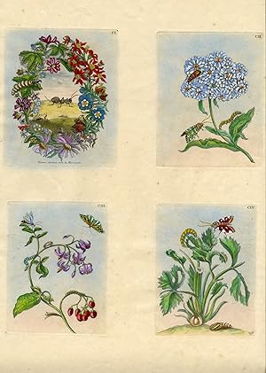 Four plates from The Wondrous Transformation of Caterpillars and their Strange Diet of Flowers.; ...