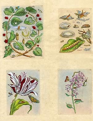 Four plates from The Wondrous Transformation of Caterpillars and their Strange Diet of Flowers.; ...
