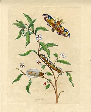 Metamorphosis Insectorum Surinamensium, Plate No. 39; Unidentified tree with moth, caterpillar an...