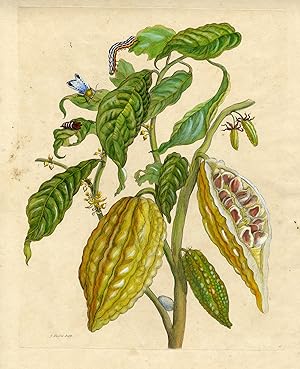 Metamorphosis Insectorum Surinamensium, Plate No. 26; Cocoa plant, caterpillar, pupa, and butterf...