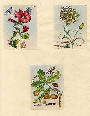 Three plates from The Wondrous Transformation of Caterpillars and their Strange Diet of Flowers.;...