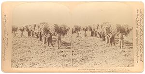 "Plantation Negroes Carrying Rice in South Carolina, U.S.A." [stereoview caption title]