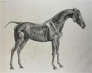 The Anatomy of the Horse: Including a Particular Description of the Bones, Cartilages, Muscles, F...