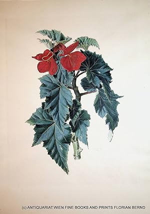 Begonia evansiana Andrews, Begonie