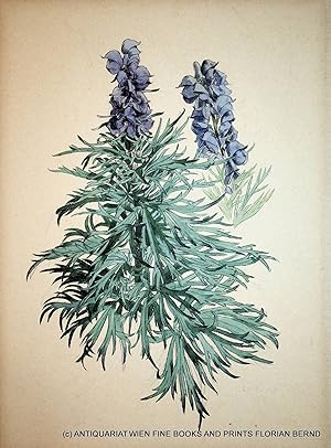 Aconitum, Eisenhut