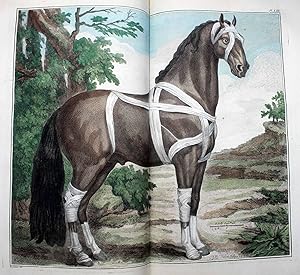Cours d'hippiatrique, ou traité complet de la médecine des chevaux, orné de soixante & cinq planc...