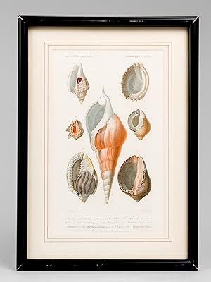 Mollusques. Planche 22 : Strombe variable - Concholépas du Pérou - Ricinule digitée - Licorne lèv...