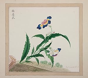 [7 botanical watercolour drawings]. [Netherlands, ca. 1776]. Set of 7 watercolour drawings on lai...