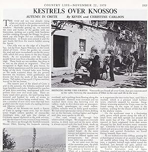 Kestrels over Knossos: Autumn in Crete. Several pictures and accompanying text, removed from an o...