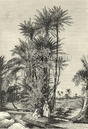 The Kufra Oasis in southeastern Libya ,Antique Historical Print