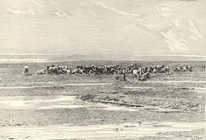 Walvisch Bay on the coast of South Africa showing herd of cattle,Antique Historical Print
