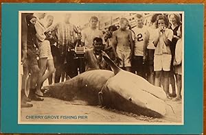World's Record Shark, Cherry Grove Fishing Pier, Cherry Grove, South Carolina