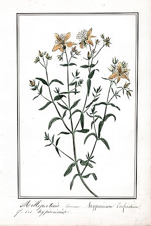 "Millepertius commun / Hypericum perforatum" - Echtes Johanniskraut / Botanik botany / Blume flow...